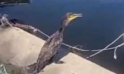 Çanakkale'de olta misinasıyla yaralanan karabatak sağlığına kavuştu 