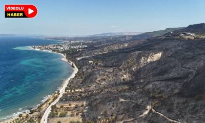 Çanakkale'de yanan ormanlar küllerinden doğuyor