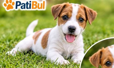 Jack Russell Terrier: Küçük Bedende Büyük Enerji