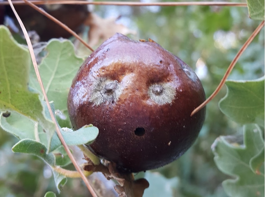 6606_wuciwug_bee37644_meselerde-bir-b.jpeg