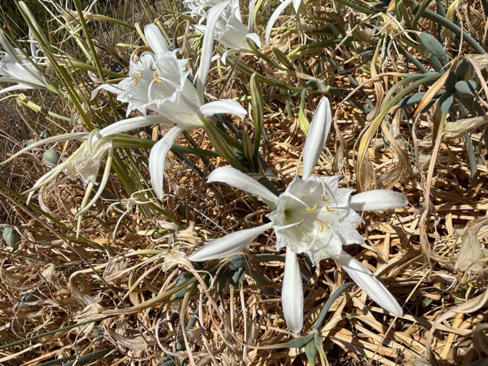 6620_wuciwug_a5cd9973_canakkale-de-ku.jpeg