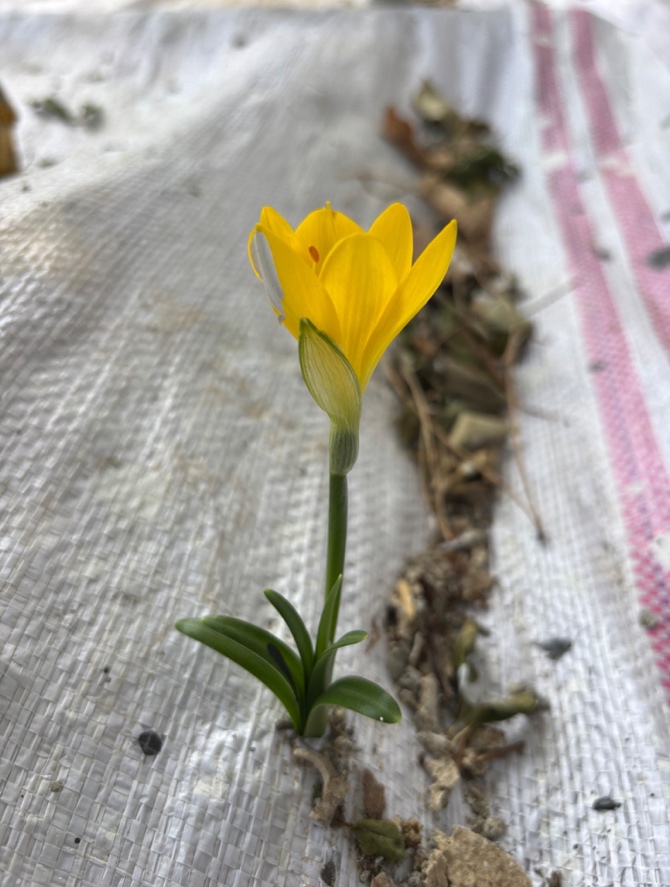 6641_wuciwug_d28a7291_karanergis-ve-d.jpeg