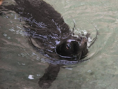 “Karabiga ve çevre koruma alanı ilan edilmeli”