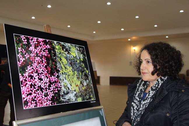 "Güz Renkleri Zeytin Hasadı"