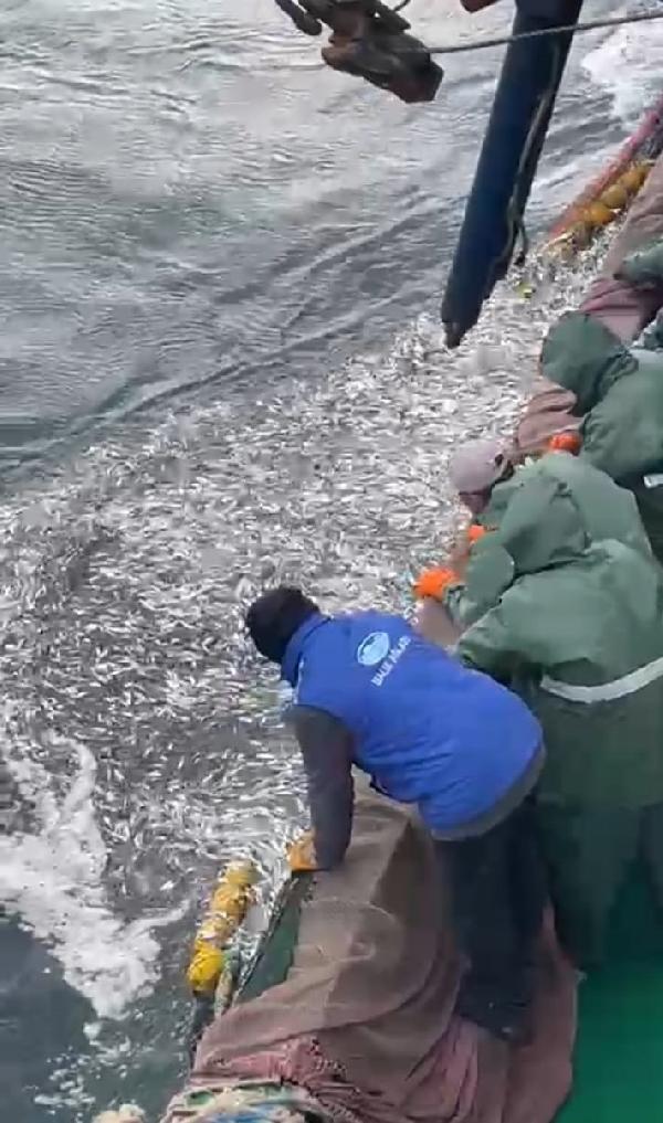 Yasal boyda olmayan 5 tona yakın istavriti denize geri bıraktı 