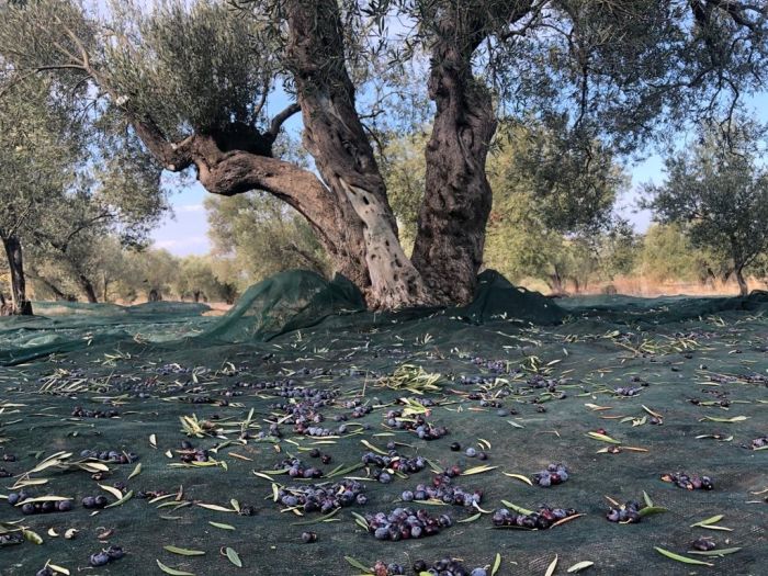 "Yönetmelikte, bir bakanlık diğer bakanlığa görev veriyor"