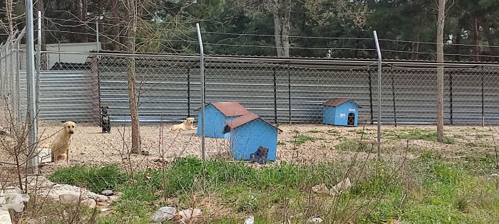 Belediye Hayvan Barınağında köpekler açlıktan birbirlerini yedi!