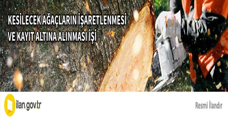 KESİLECEK AĞAÇLARIN İŞARETLENMESİ VE KAYIT ALTINA ALINMASI İŞİ